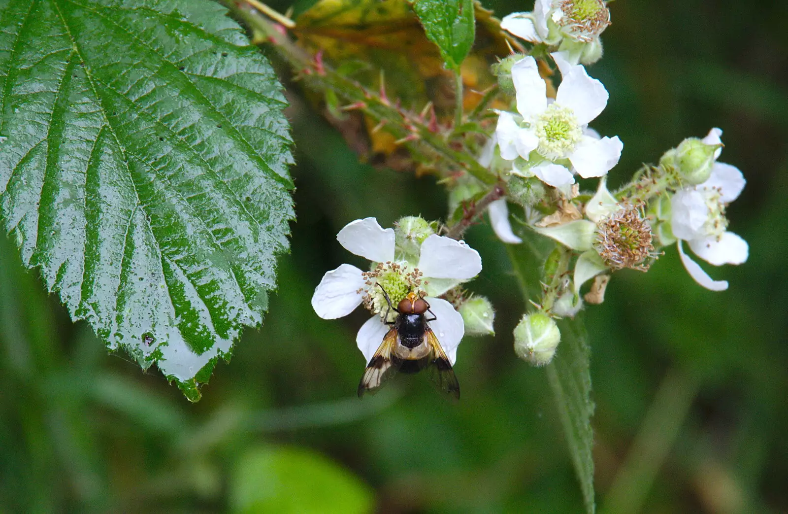 Some kind of bee does its thing, from Kelling Camping and the Potty Morris Festival, Sheringham, North Norfolk - 6th July 2019