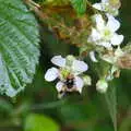 Some kind of bee does its thing, Kelling Camping and the Potty Morris Festival, Sheringham, North Norfolk - 6th July 2019