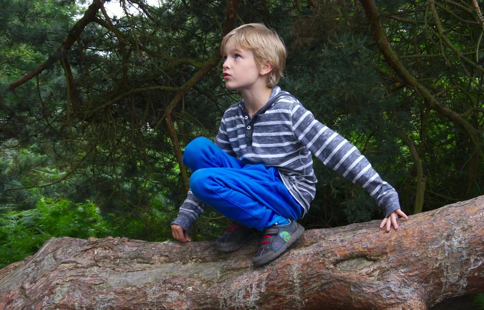 Harry in a tree, from Kelling Camping and the Potty Morris Festival, Sheringham, North Norfolk - 6th July 2019