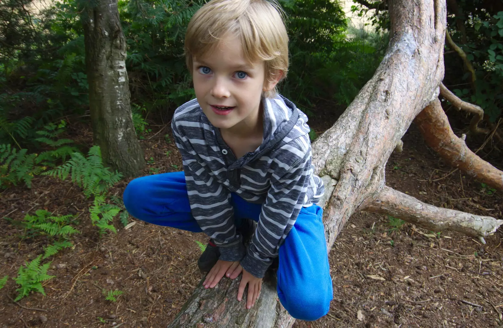 Harry in a tree again, from Kelling Camping and the Potty Morris Festival, Sheringham, North Norfolk - 6th July 2019