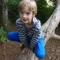 Harry in a tree again, Kelling Camping and the Potty Morris Festival, Sheringham, North Norfolk - 6th July 2019