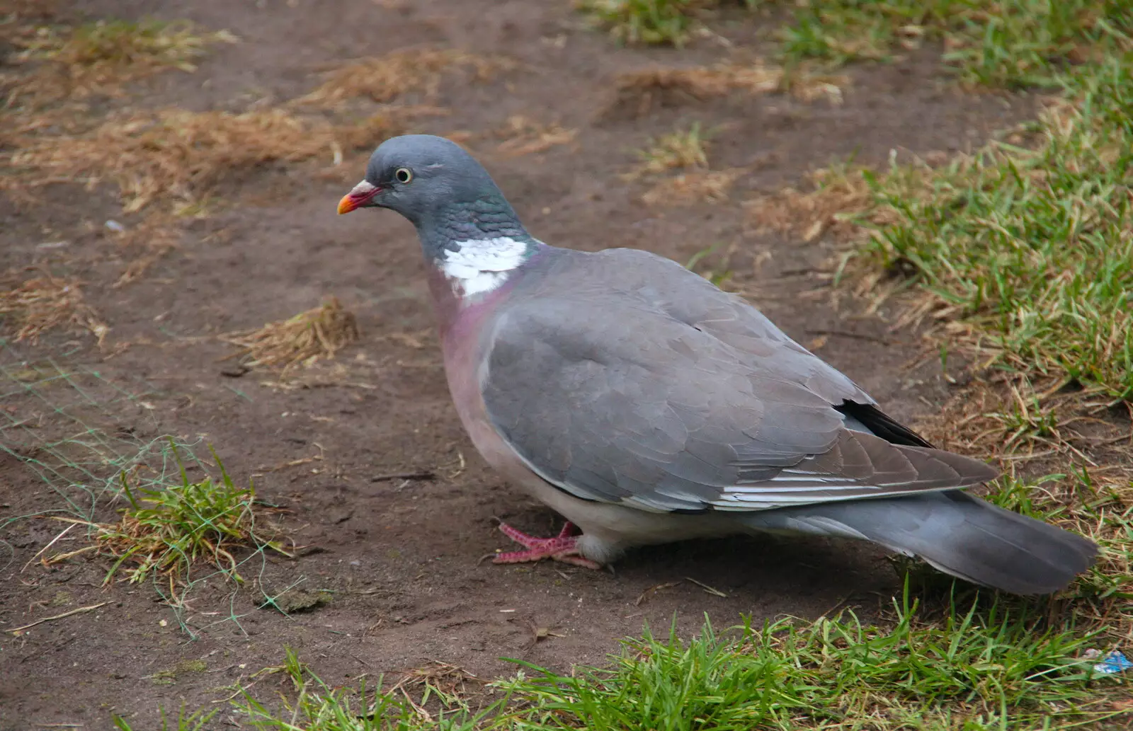 A very bold pigeon pokes around, from Kelling Camping and the Potty Morris Festival, Sheringham, North Norfolk - 6th July 2019