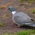 A very bold pigeon pokes around, Kelling Camping and the Potty Morris Festival, Sheringham, North Norfolk - 6th July 2019