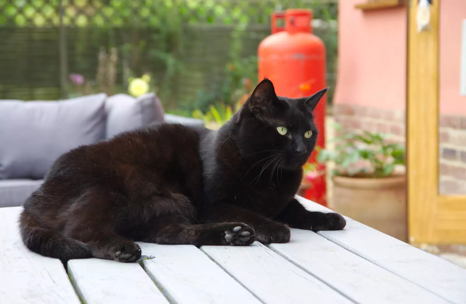 Millie the Mooch - Invisible Cat - lolls around, from A Summer Party, Brome, Suffolk - 3rd August 2019