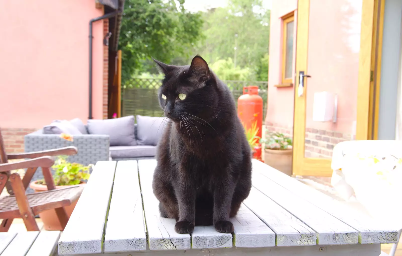 Millie looks around, from A Summer Party, Brome, Suffolk - 3rd August 2019