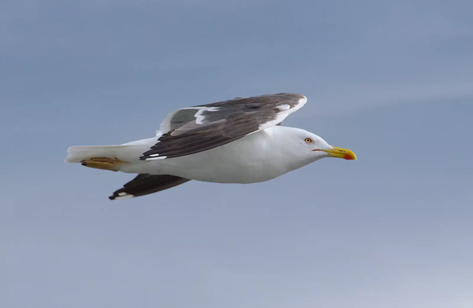 A herring gull flies past, from The Summer Trip to Ireland, Monkstown, Co. Dublin, Ireland - 9th August 2019