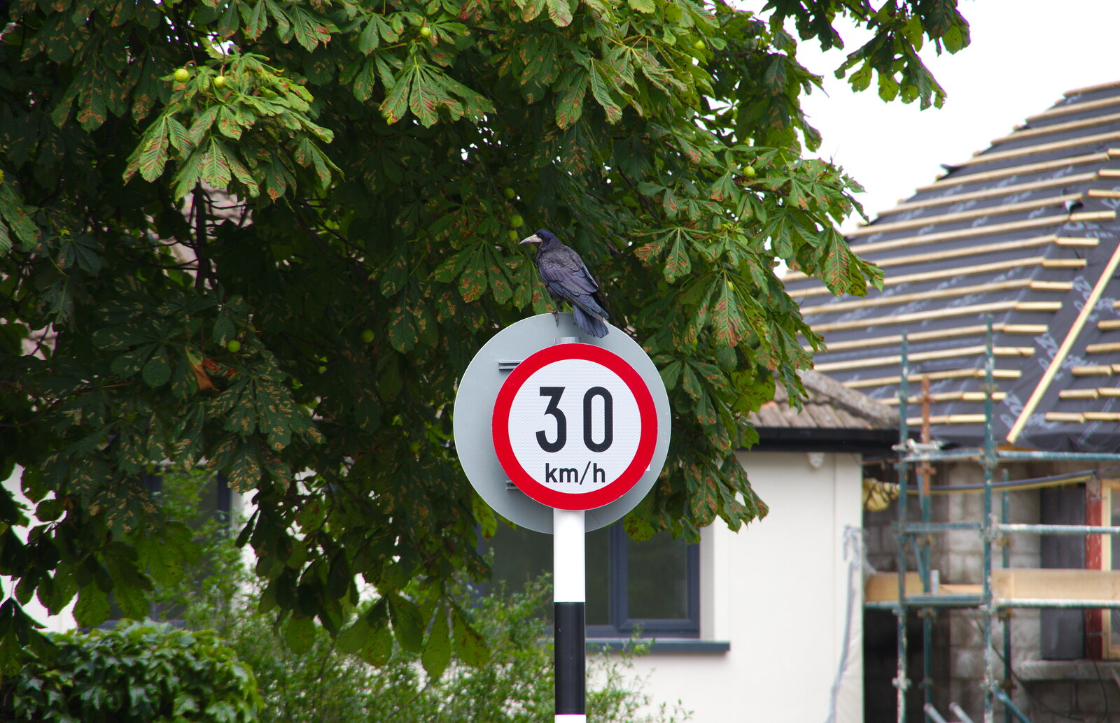 There's a cool crow on a speed-limit sign from Jimmy and Catherina's, Ballsbridge, Dublin - 10th August 2019