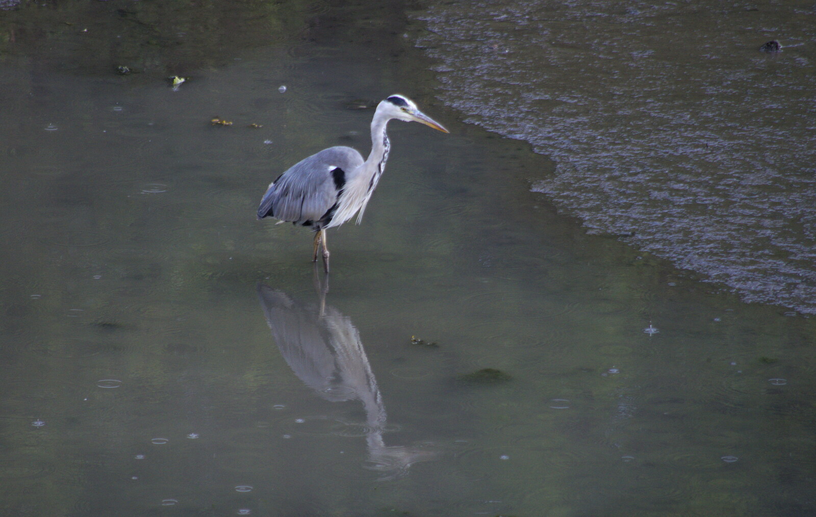 A Heron pokes about in manky water from Busking in Temple Bar, Dublin, Ireland - 12th August 2019
