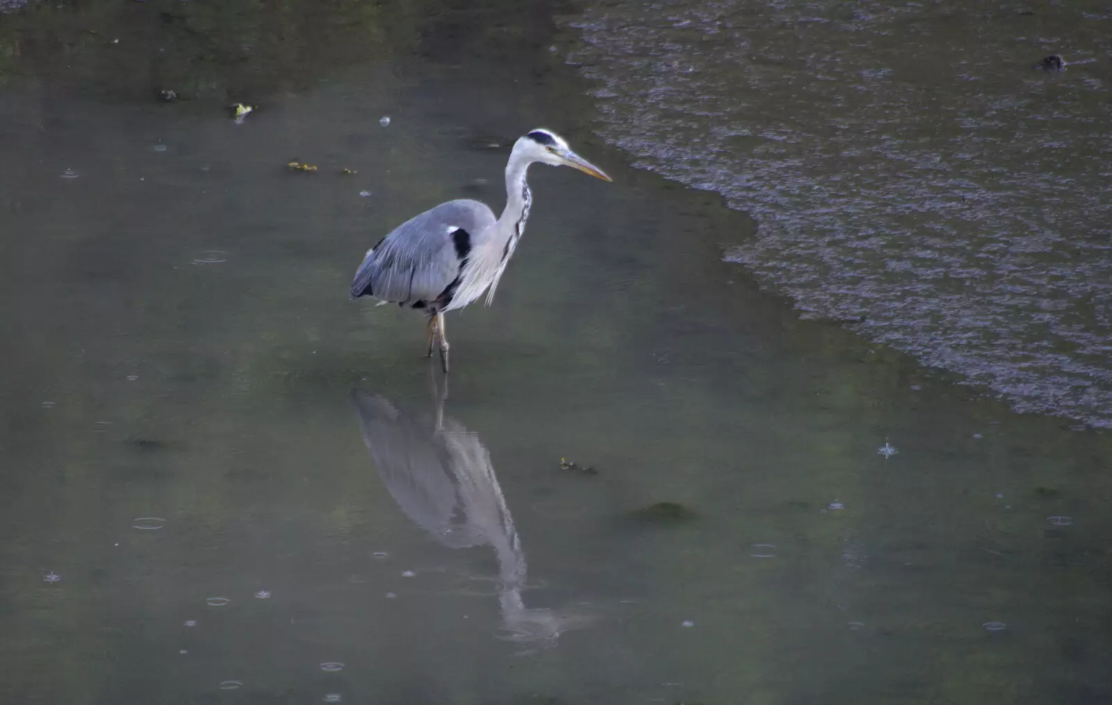 A Heron pokes about in manky water, from Busking in Temple Bar, Dublin, Ireland - 12th August 2019