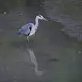 A Heron pokes about in manky water, Busking in Temple Bar, Dublin, Ireland - 12th August 2019