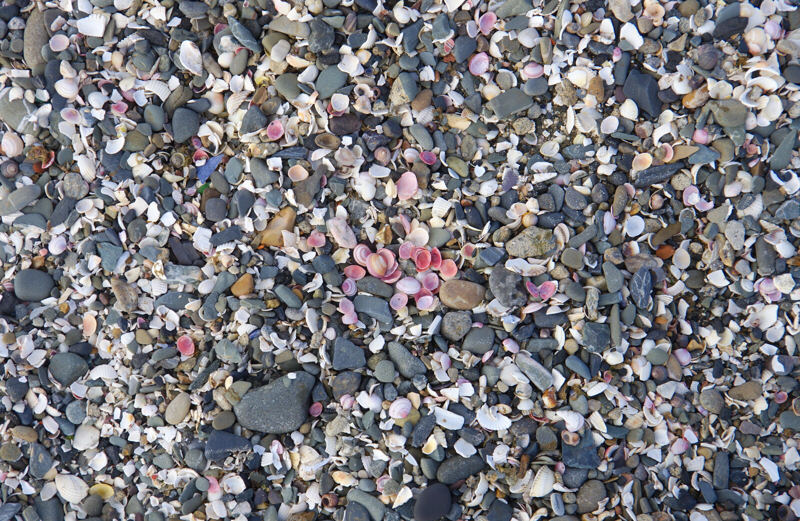 A cluster of pink shells, in a sea of grey pebbles from The Fleadh Cheoil na hÉireann, Droichead Átha, Co. Louth, Ireland - 13th August 2019