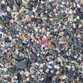 A cluster of pink shells, in a sea of grey pebbles, The Fleadh Cheoil na hÉireann, Droichead Átha, Co. Louth, Ireland - 13th August 2019