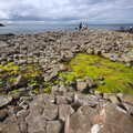 Bright green algae amongs the lava columns, The Giant's Causeway, Bushmills, County Antrim, Northern Ireland - 14th August 2019