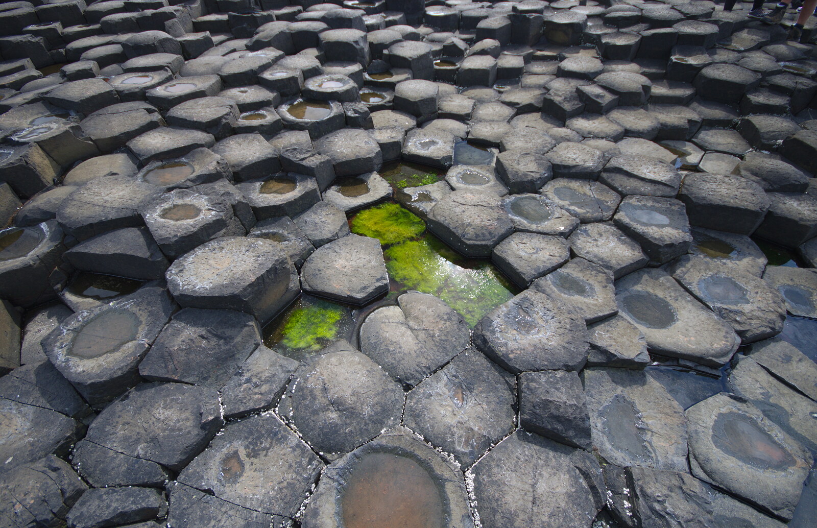 A couple of green algae hexagons from The Giant's Causeway, Bushmills, County Antrim, Northern Ireland - 14th August 2019