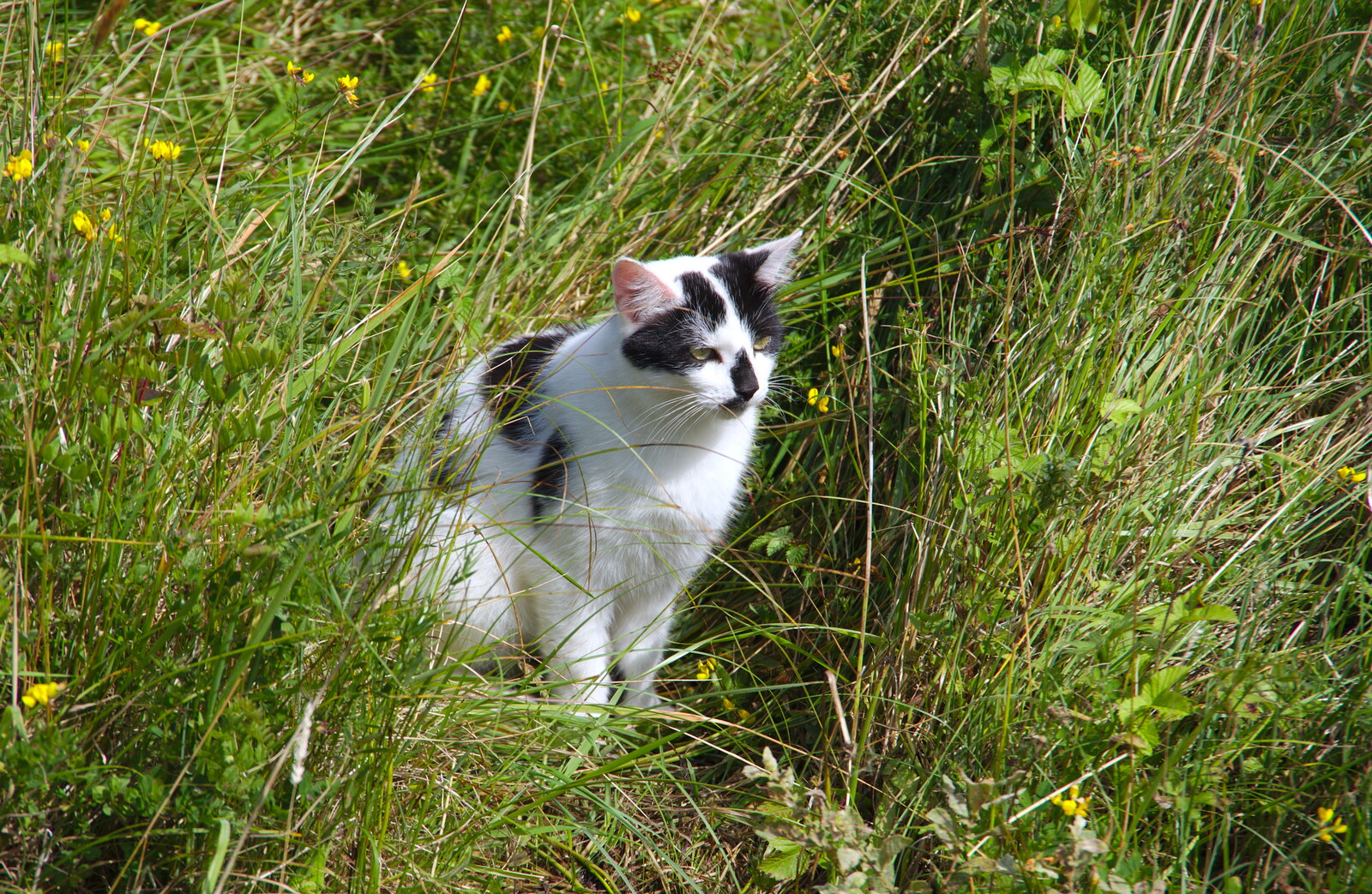 A cat in the long grass from Glencar Waterfall and Parke's Castle, Kilmore, Leitrim, Ireland - 18th August 2019