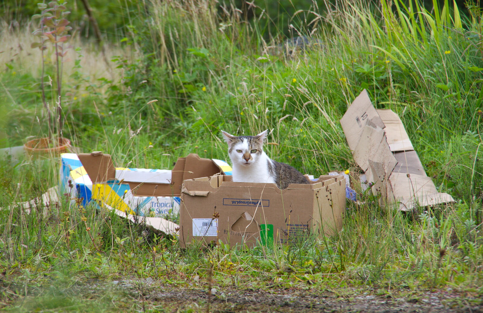 Cat in a box from Glencar Waterfall and Parke's Castle, Kilmore, Leitrim, Ireland - 18th August 2019