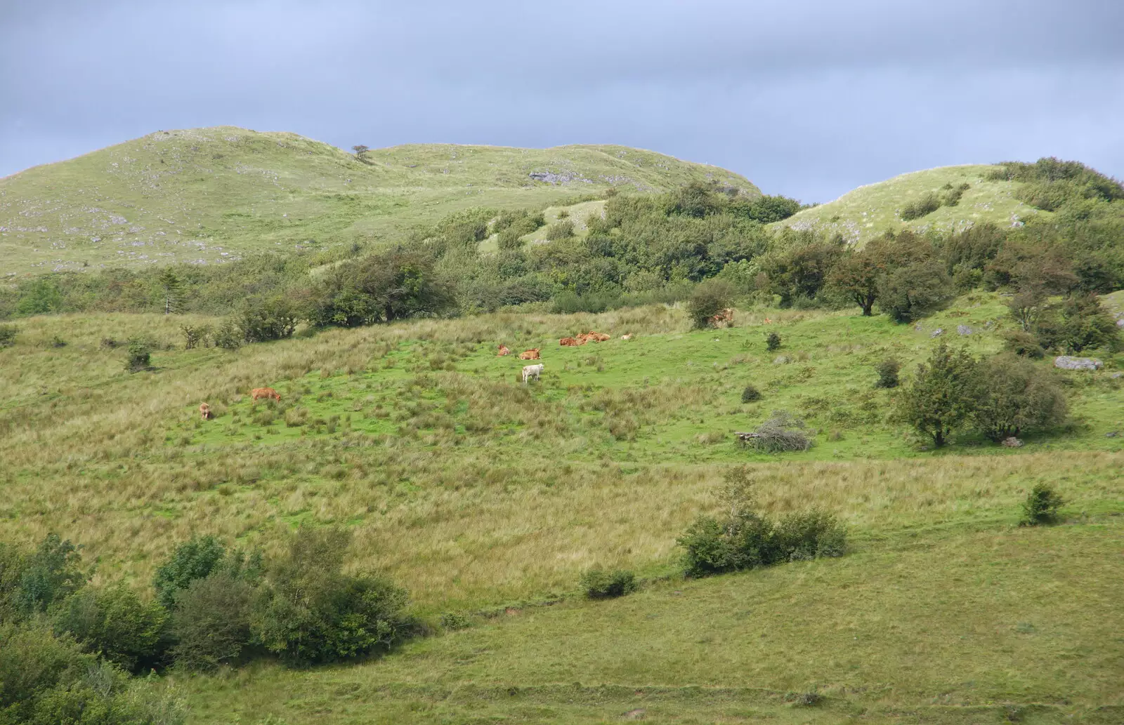 Cows in the hills, from Mullaghmore Beach and Marble Arch Caves, Sligo and Fermanagh, Ireland - 19th August 2019