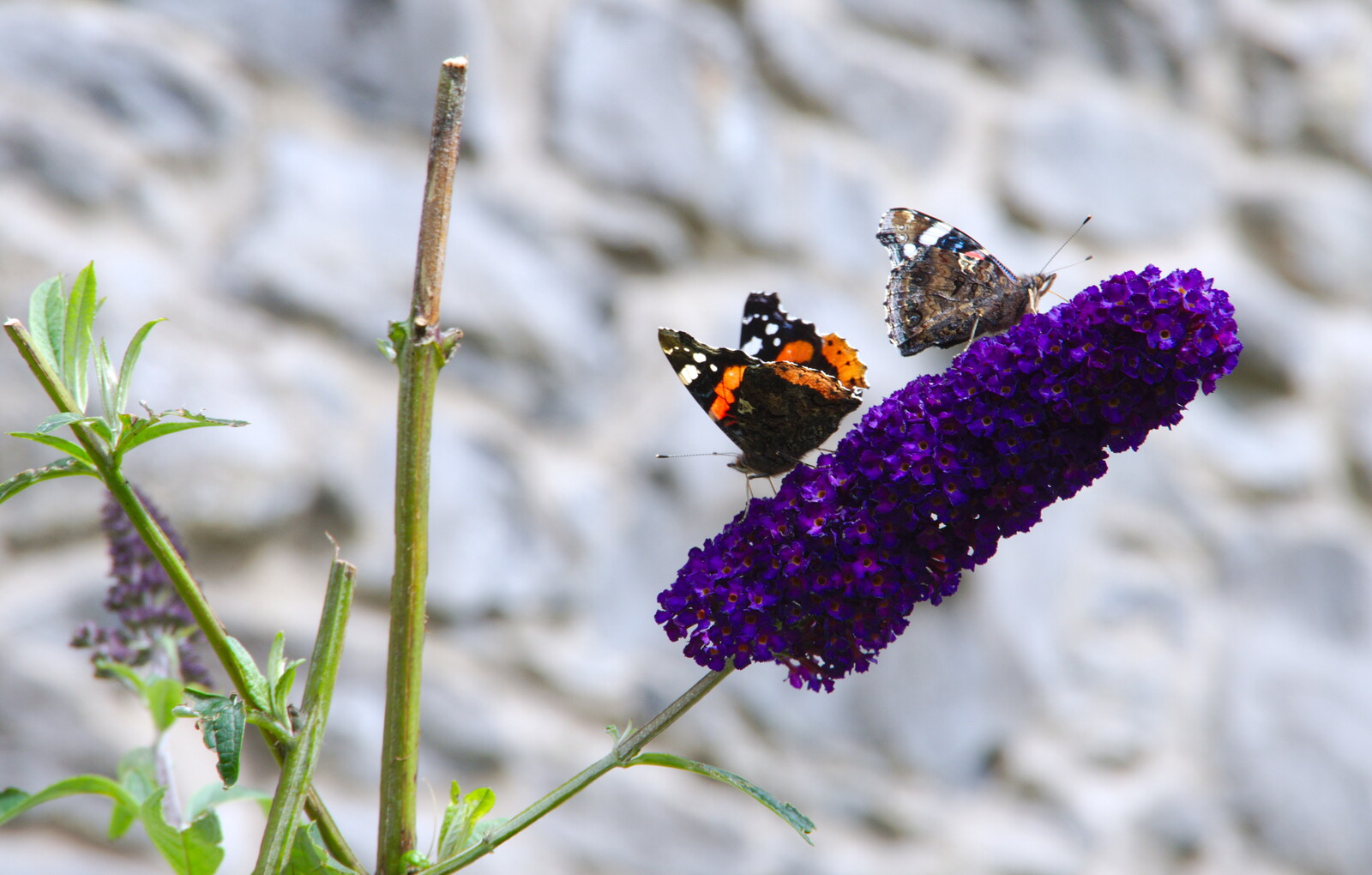 Butterflies on some buddleia from Mullaghmore Beach and Marble Arch Caves, Sligo and Fermanagh, Ireland - 19th August 2019