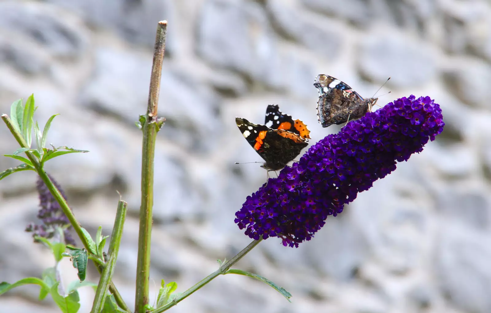 Butterflies on some buddleia, from Mullaghmore Beach and Marble Arch Caves, Sligo and Fermanagh, Ireland - 19th August 2019