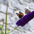 Butterflies on some buddleia, Mullaghmore Beach and Marble Arch Caves, Sligo and Fermanagh, Ireland - 19th August 2019