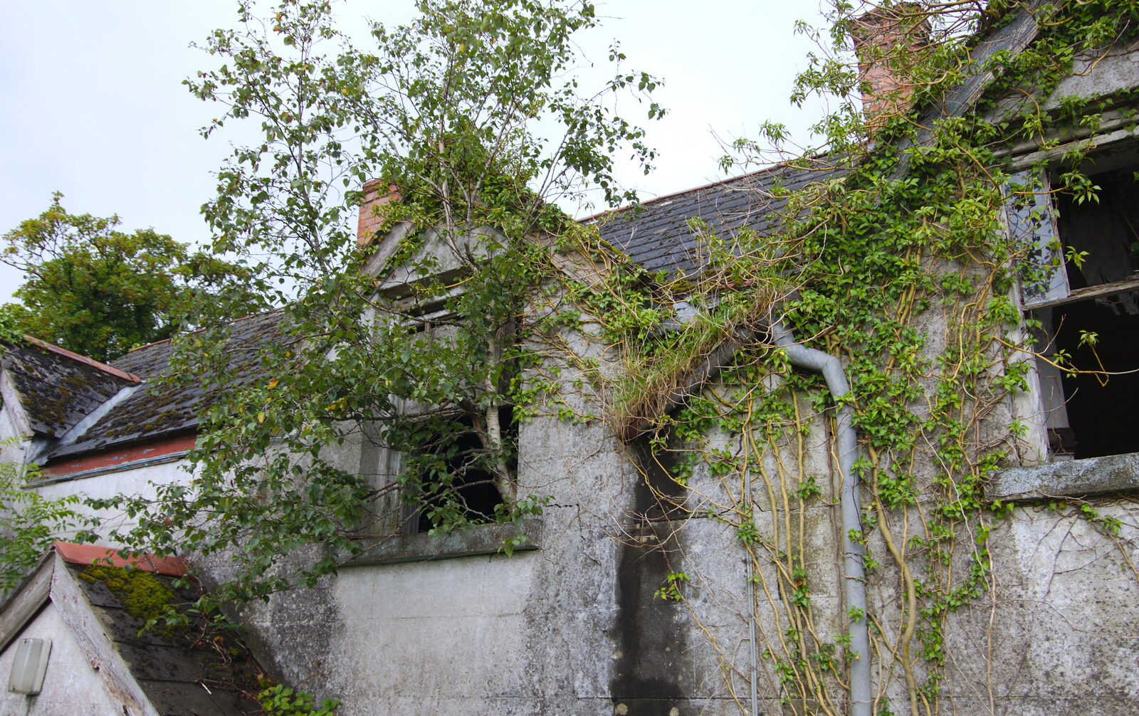 There's a tree growing out of the upstairs window from Travels in the Borderlands: An Blaic/Blacklion to Belcoo and back, Cavan and Fermanagh, Ireland - 22nd August 2019