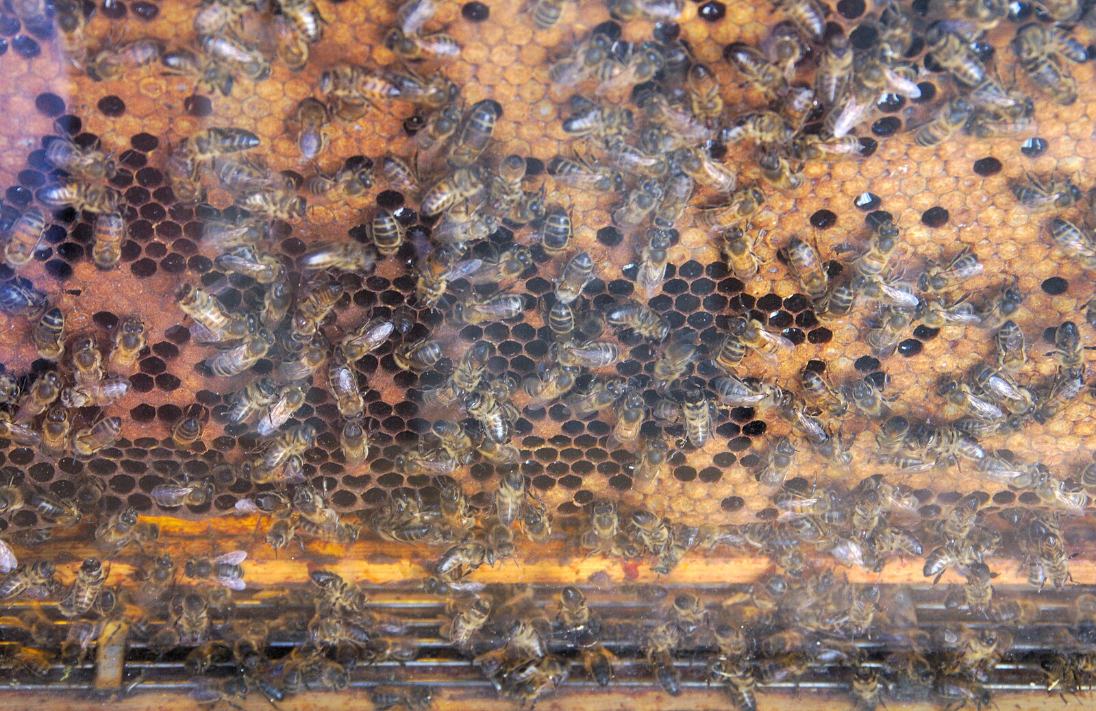 A load of bees in a glass-sided bee hive from The Gislingham Silver Band at Walsham Le Willows, Suffolk - 26th August 2019