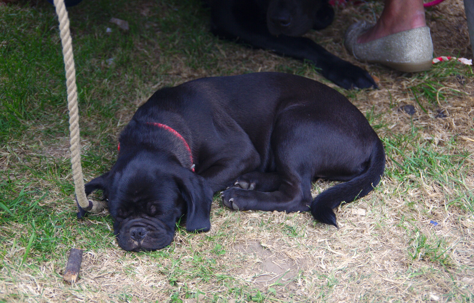 Pip the pug has a sleep from Waxham Sands and the Nelson Head Beer Festival, Horsey, Norfolk - 31st August 2019