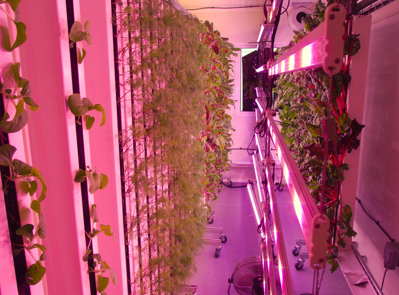 Pink LED lights from Up on the Roof: a Hydroponic City Farm, Kingdom Street, Paddington - 3rd September 2019