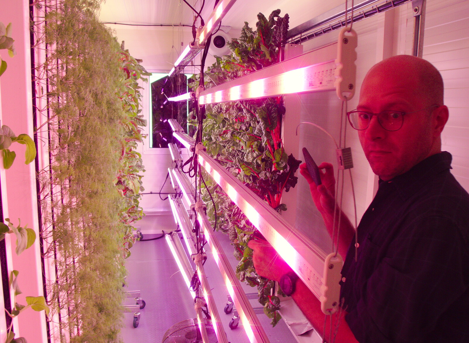 Adrian roams around in the purple light from Up on the Roof: a Hydroponic City Farm, Kingdom Street, Paddington - 3rd September 2019