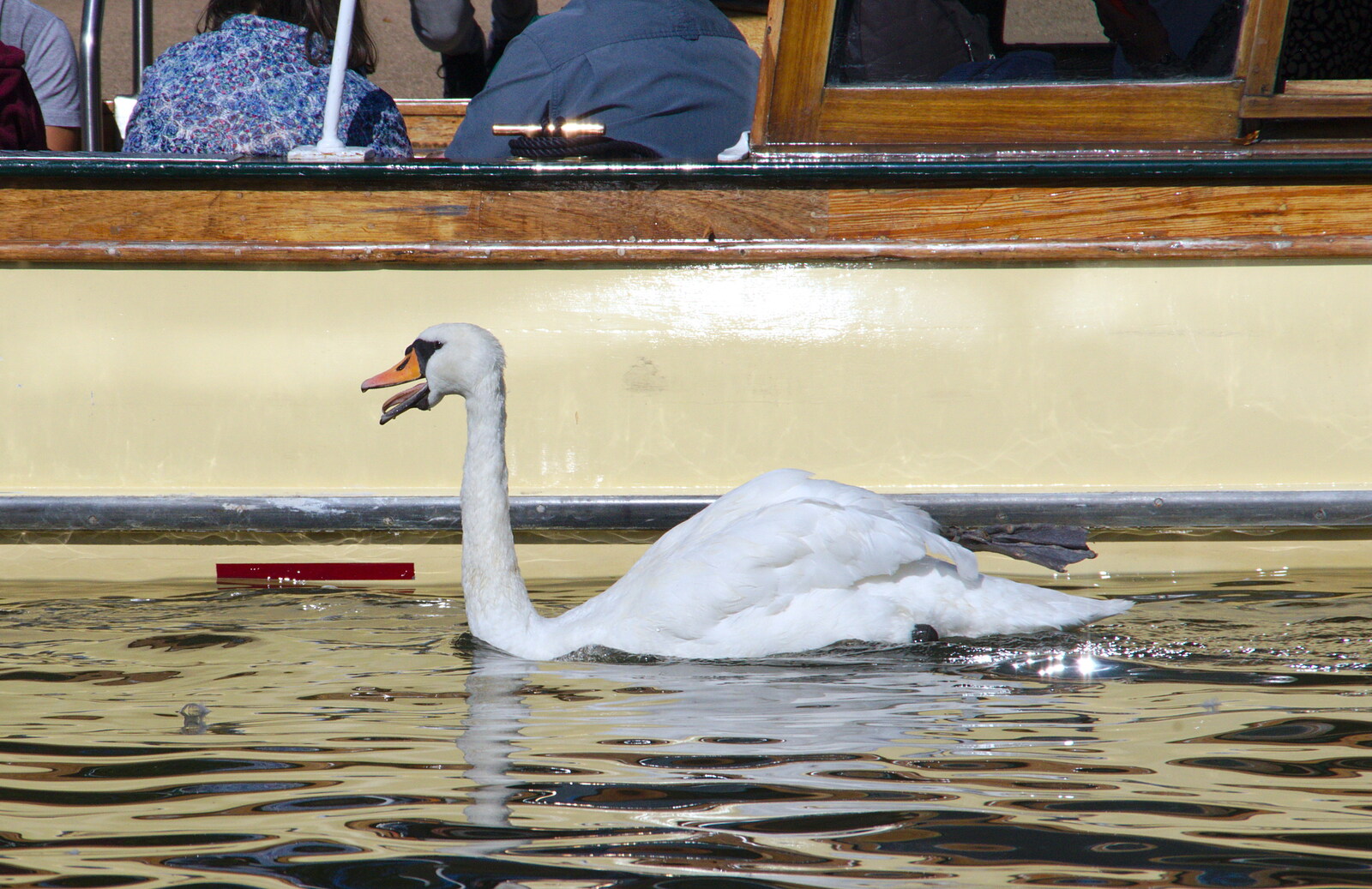 A swan does something weird with its beak and tongue from A Boat Trip on the River, Stratford upon Avon, Warwickshire - 14th September 2019