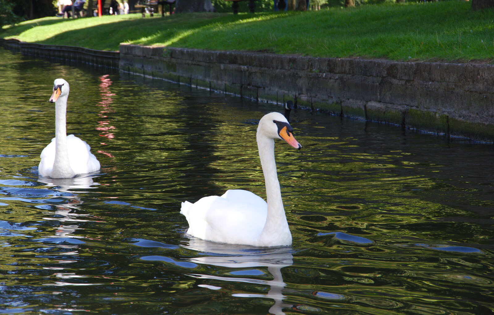 These swans have attitude from A Boat Trip on the River, Stratford upon Avon, Warwickshire - 14th September 2019