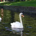 These swans have attitude, A Boat Trip on the River, Stratford upon Avon, Warwickshire - 14th September 2019