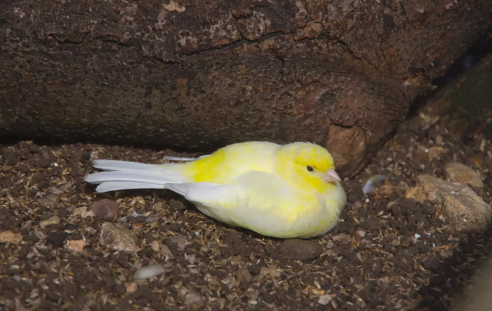 A small yellow bird in the garden aviary, from Kenilworth Castle and the 69th Entry Reunion Dinner, Stratford, Warwickshire - 14th September 2019