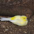 2019 A small yellow bird in the garden aviary