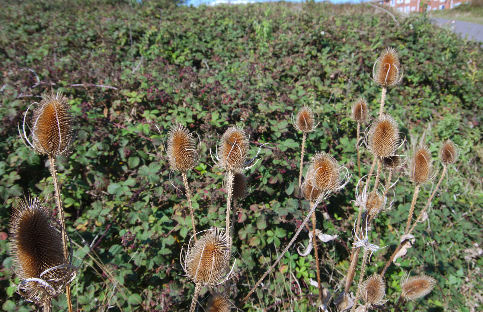 Spiky seed heads on the cliff top from A Trip to the South Coast, Highcliffe, Dorset - 20th September 2019