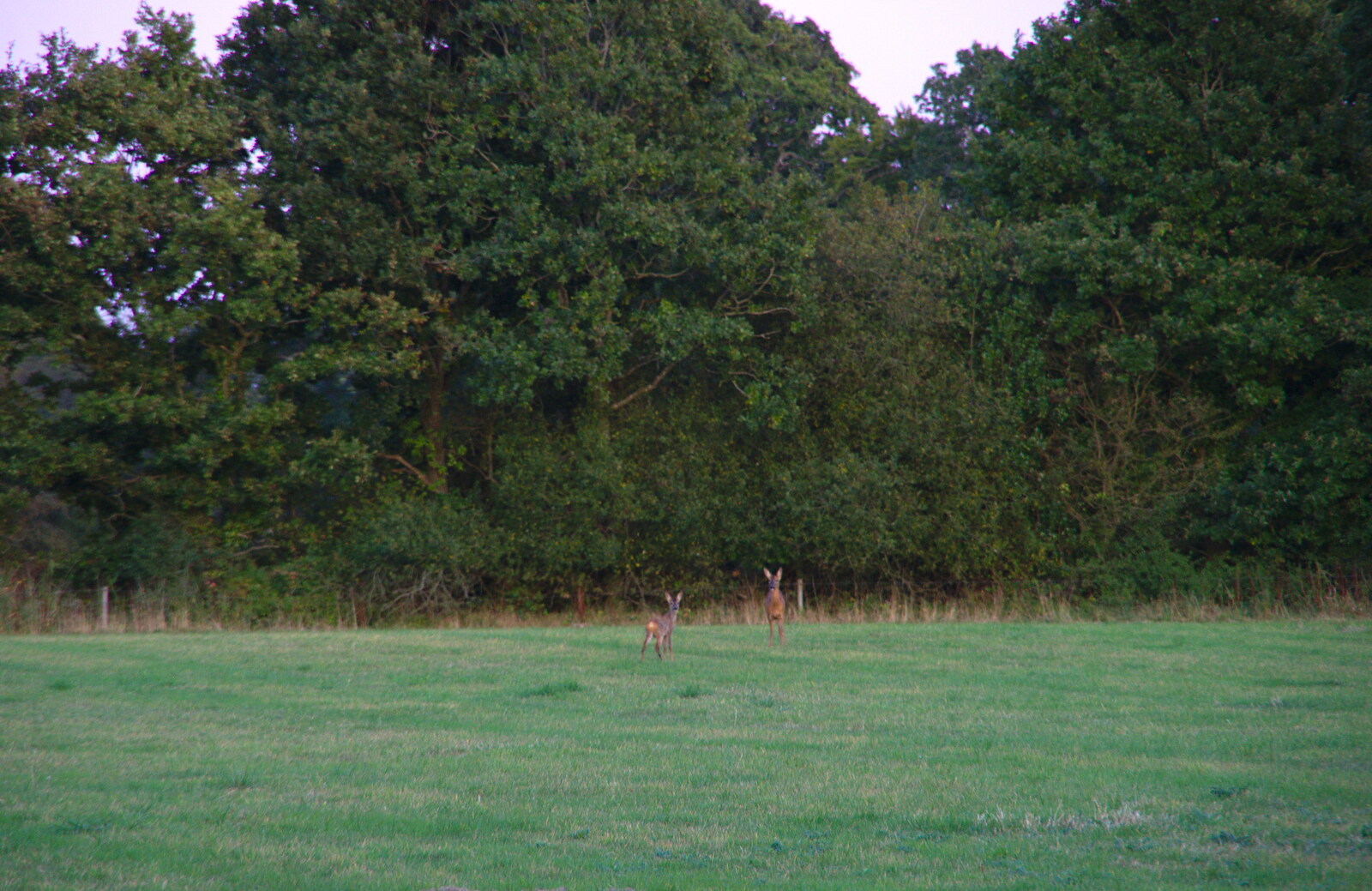 There are deer on the old Harrow Vineyard site from Neil and Martina's Wedding, The Three Tuns, Bransgore, Dorset - 20th September 2019