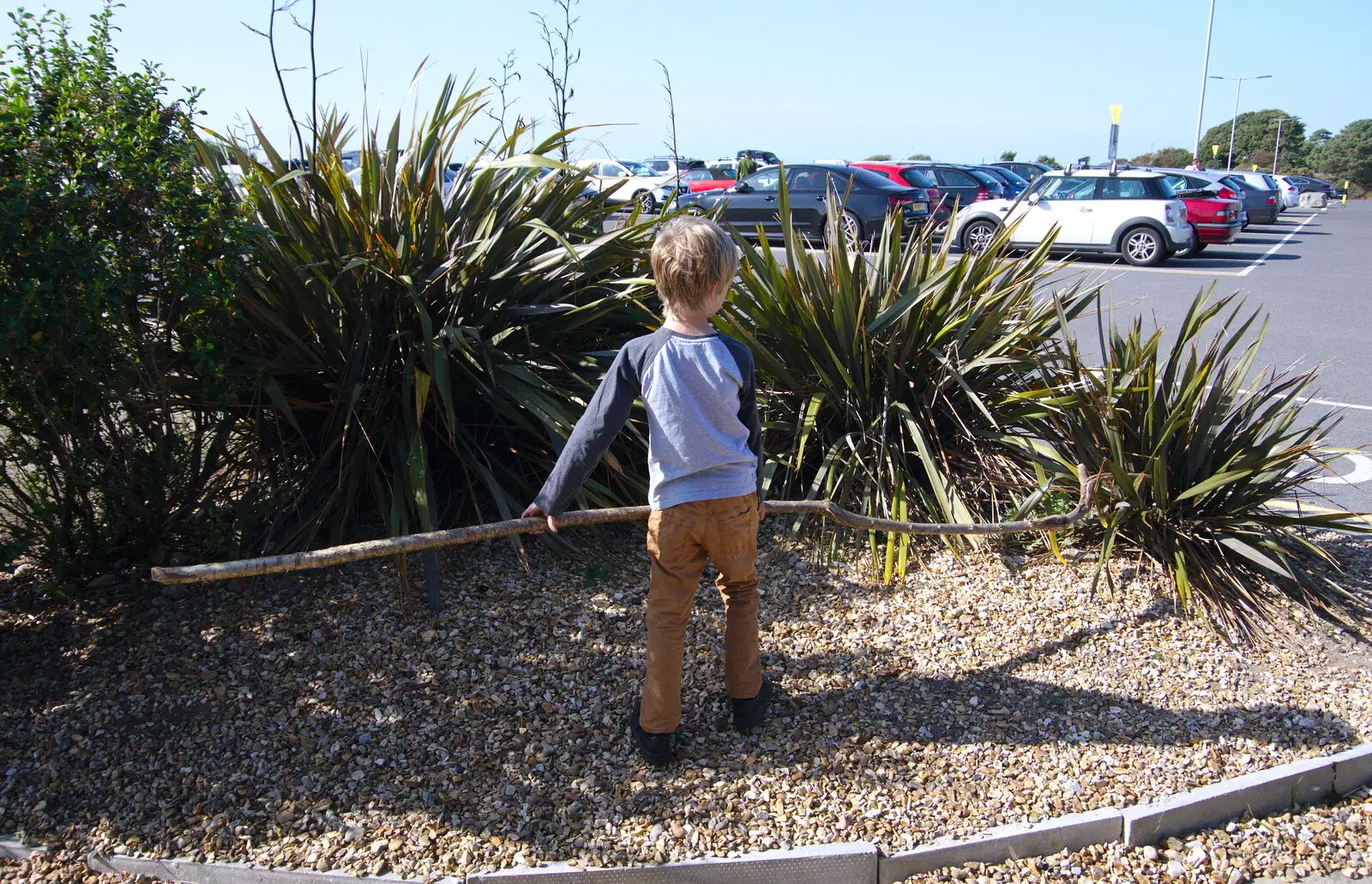 Harry finds a massively-unsuitable stick, from A Day with Sean and Michelle, Walkford, Dorset - 21st September 2019