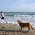 Fred runs off as Barney looks on, A Day with Sean and Michelle, Walkford, Dorset - 21st September 2019