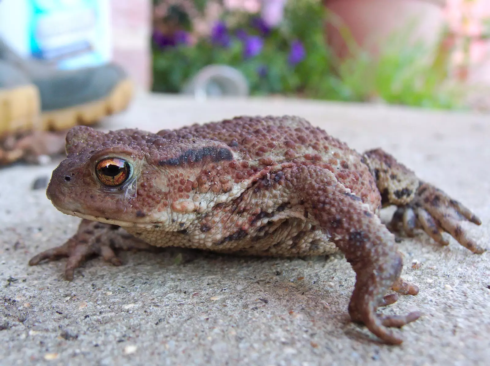 There's a toad under the wellie boots on the porch, from Fred's Birthday and a GSB Duck-Race Miscellany, Brome, Eye and London - 28th September 2019