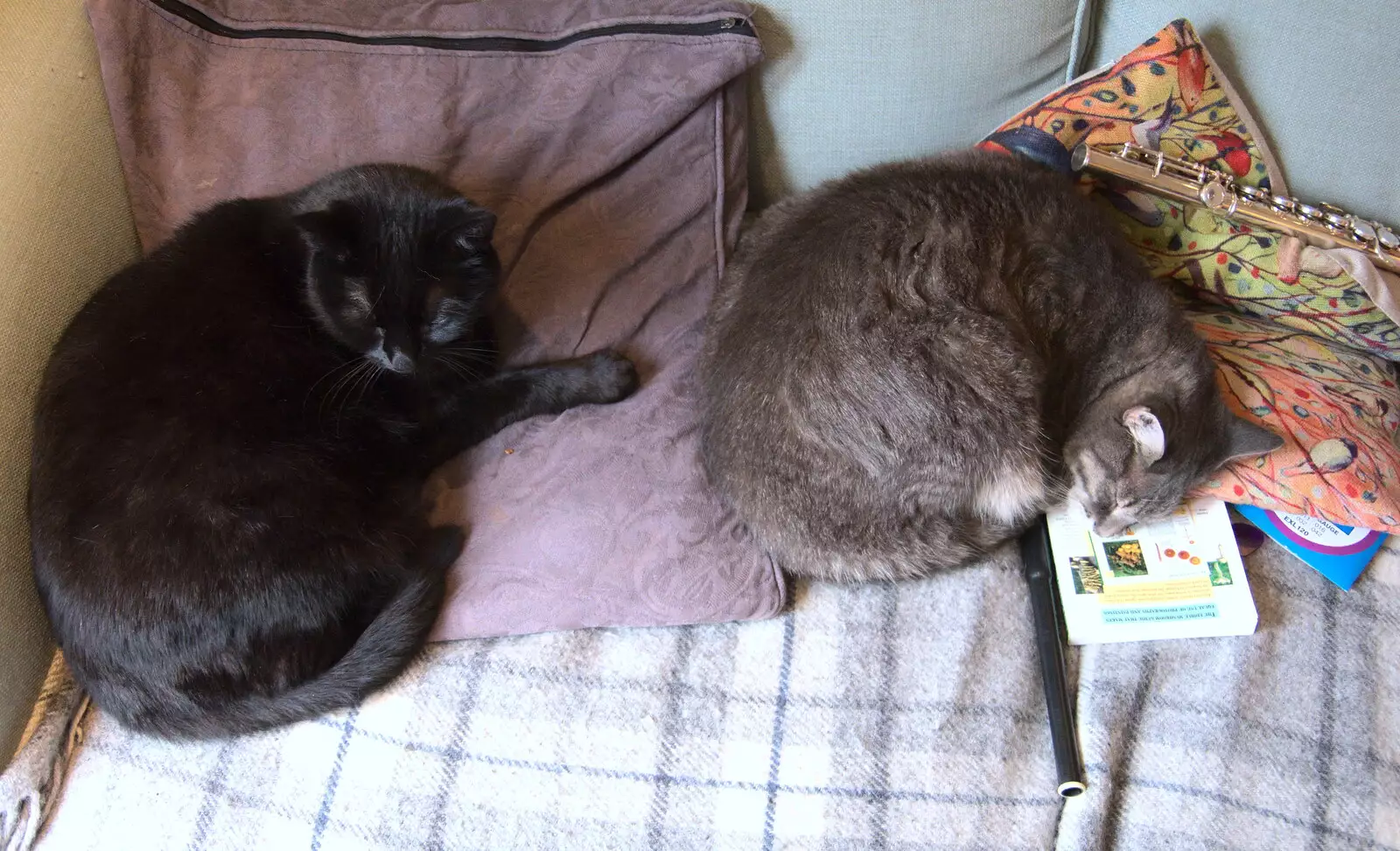 Boris and Millie on the sofa, from Day of the Dead Party at the Oaksmere, Brome, Suffolk - 2nd November 2019