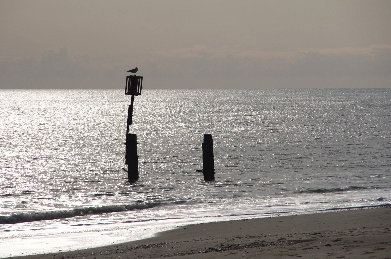 A seagull perches on a groyne from A Night at the Crown Hotel, Southwold, Suffolk - 8th November 2019