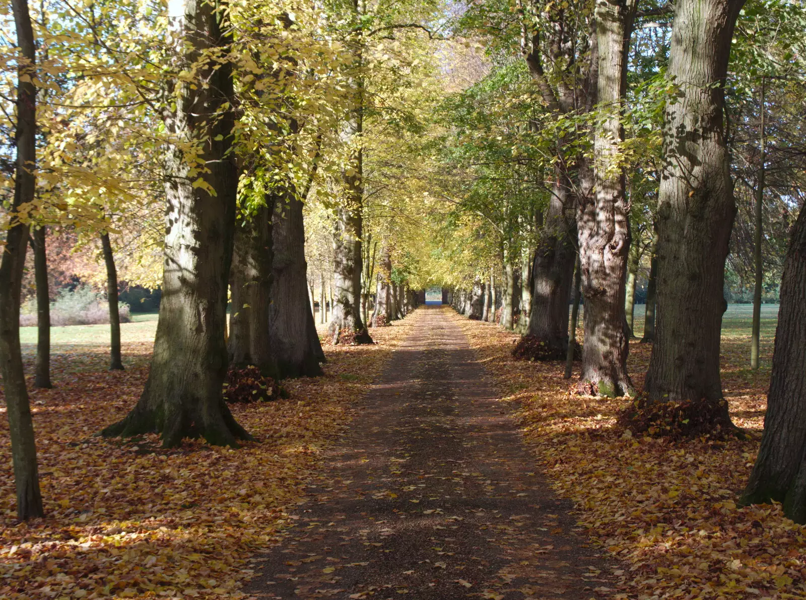 The Oaksmere's drive is all autumnal, from The GSB at Dickleburgh, and Samia Malik at the Bank, Eye, Suffolk - 11th November 2019