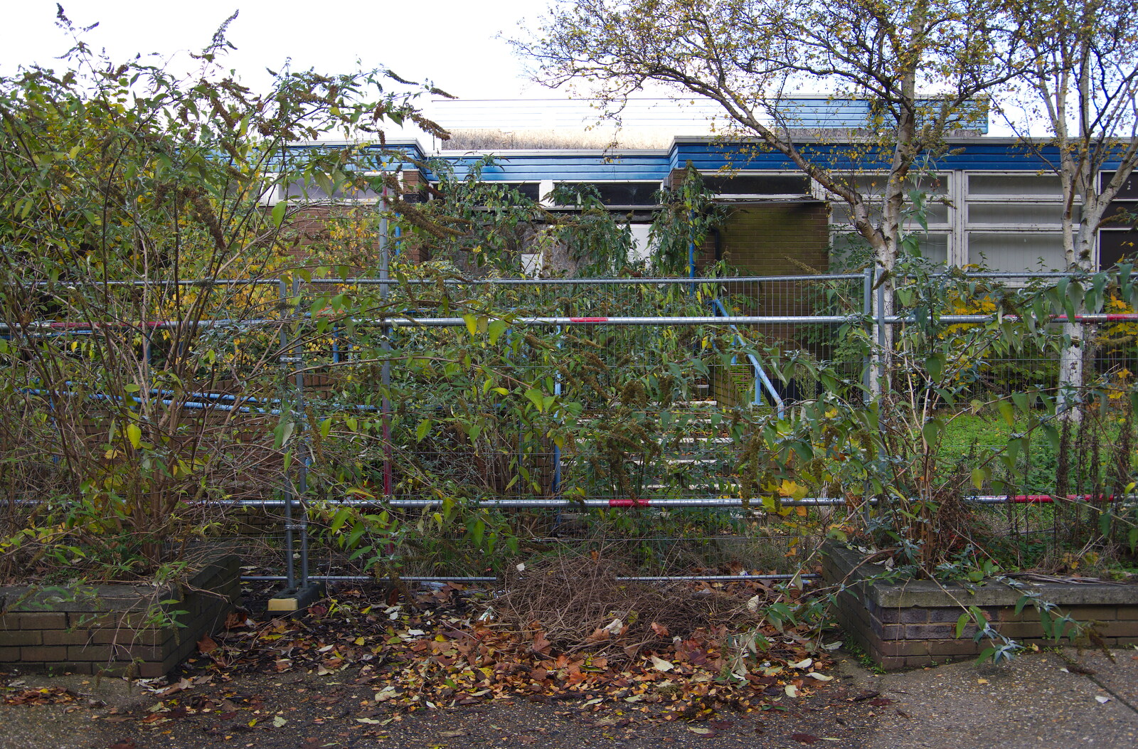 The front entrance has almost disappeared in foliage from Exam Day Dereliction, Ipswich, Suffolk - 13th November 2019