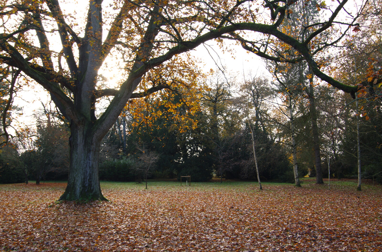 A tree and a carpet of leaves from The Tiles of Ickworth House, Horringer, Suffolk - 30th November 2019