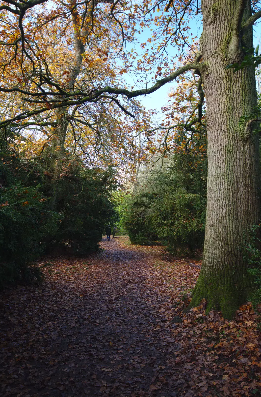 Nice autumn leaves on the Albana walk, from The Tiles of Ickworth House, Horringer, Suffolk - 30th November 2019