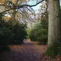 Nice autumn leaves on the Albana walk, The Tiles of Ickworth House, Horringer, Suffolk - 30th November 2019