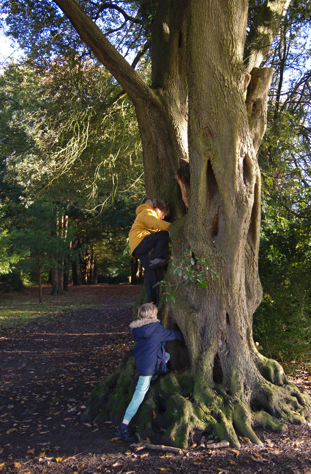 The boys climb a tree from The Tiles of Ickworth House, Horringer, Suffolk - 30th November 2019