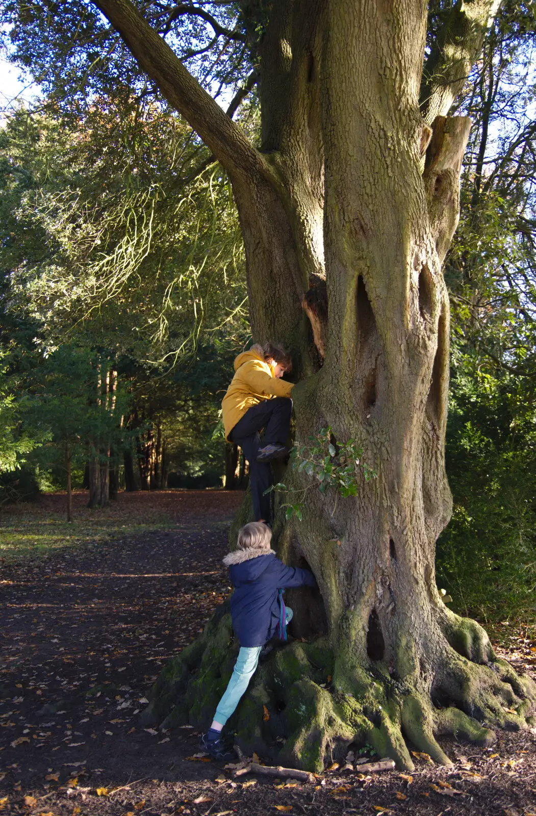 The boys climb a tree, from The Tiles of Ickworth House, Horringer, Suffolk - 30th November 2019