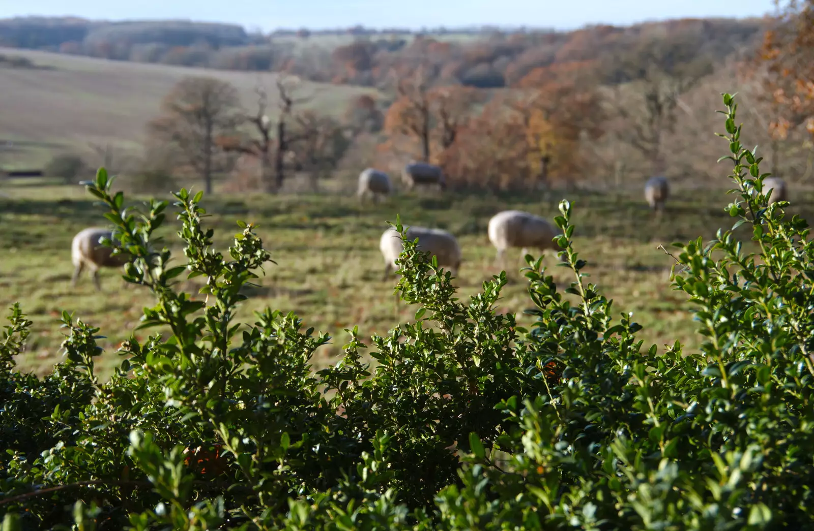 Bright green hedges, from The Tiles of Ickworth House, Horringer, Suffolk - 30th November 2019