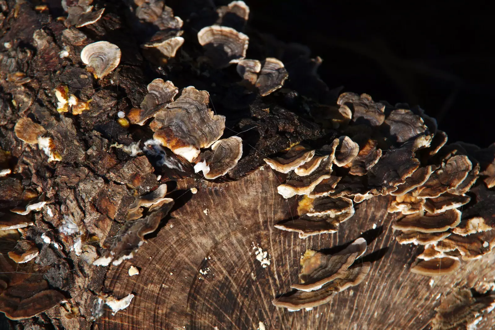 Some more fungi, which look like sea-shells, from The Tiles of Ickworth House, Horringer, Suffolk - 30th November 2019